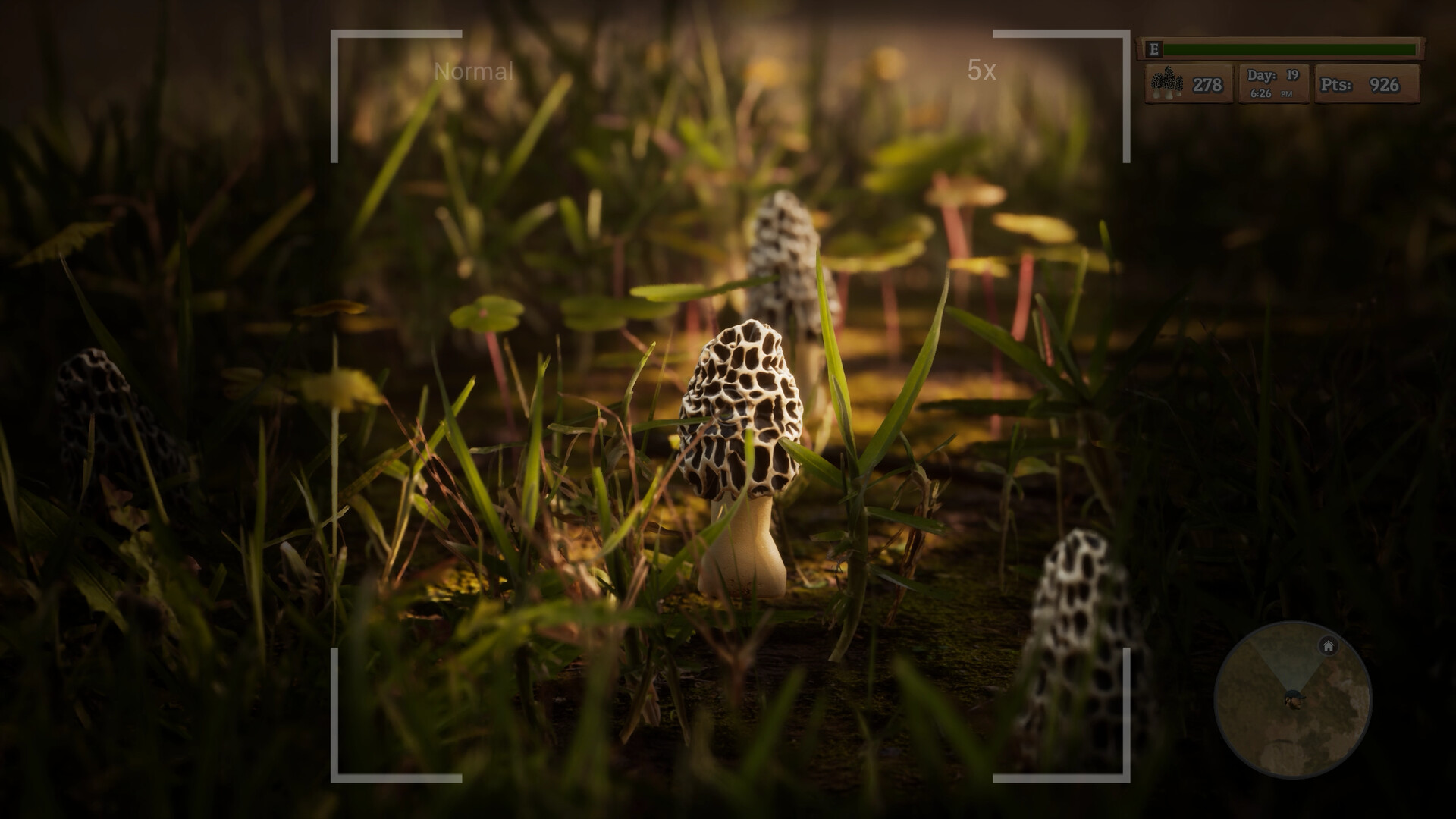 羊肚菌：狩猎-Morels: The Hunt